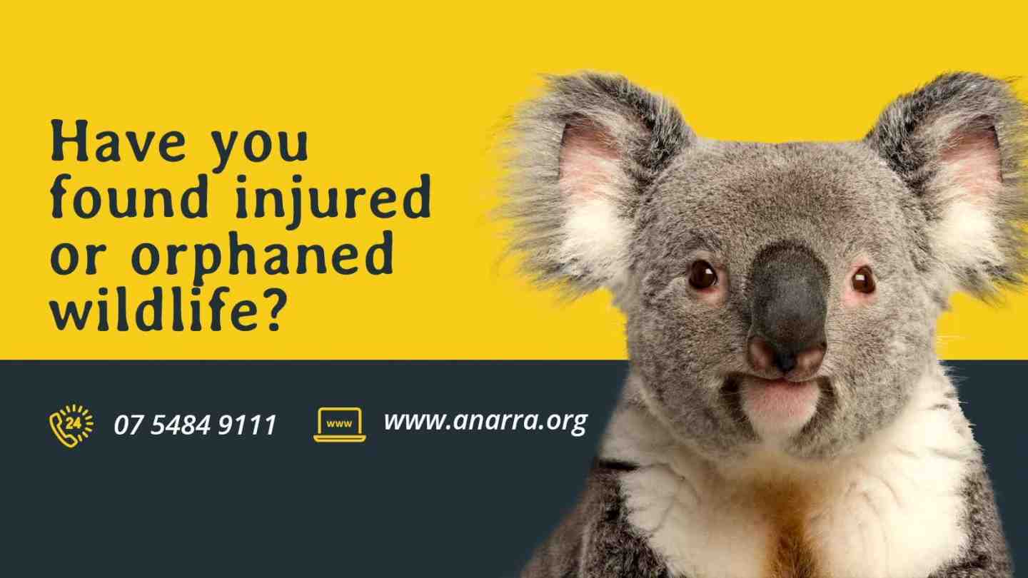ANARRA Gympie wildlife rescue