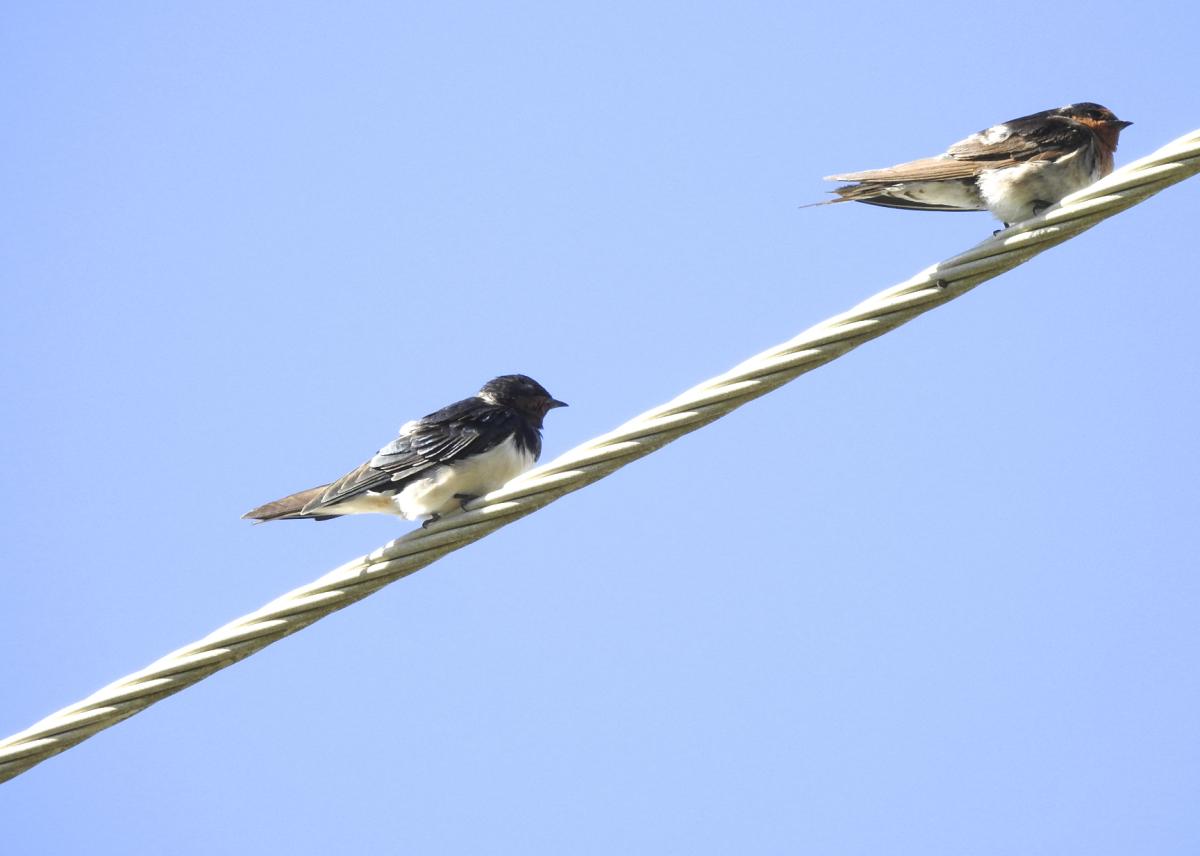 A barn swallow perched beside the more common welcome swallow