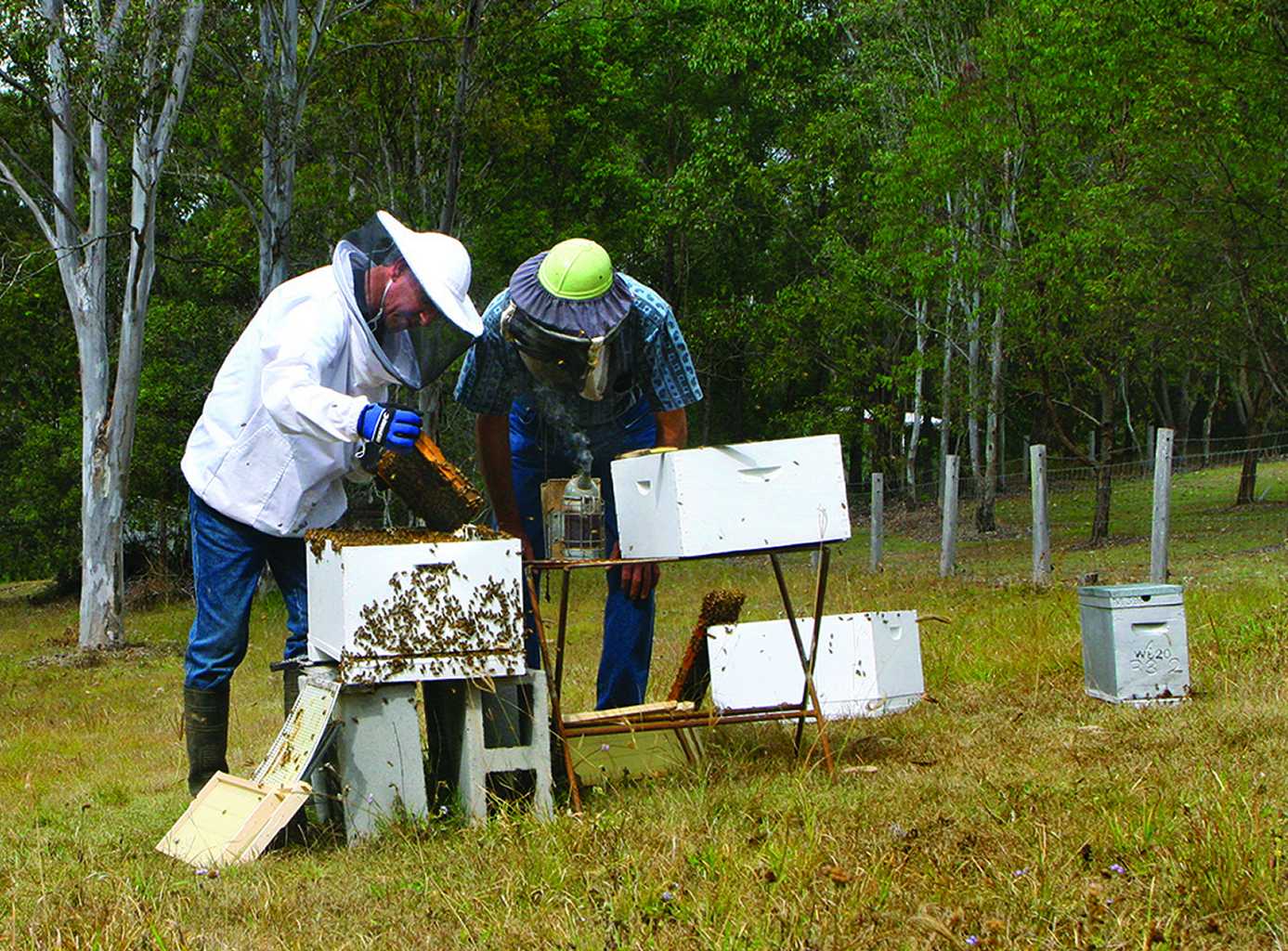 This image is not of the hives in Rainbow Beach