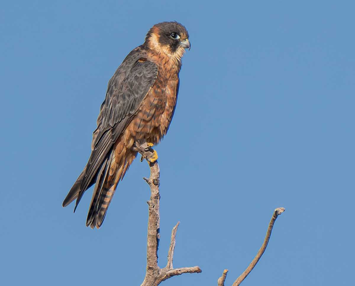 Bird of the Month - Australian hobby - Photo by Scott Humphris