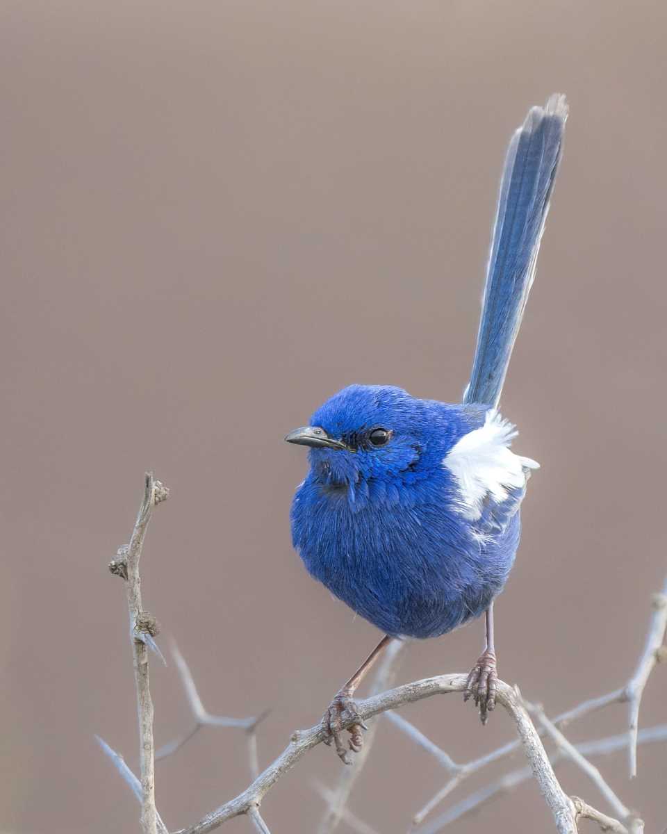 White-winged Fairywren - Photo by Scott Humphris