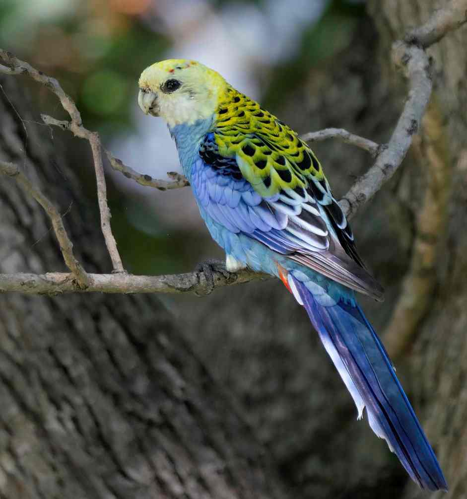 Pale-headed Rosella photo by Scott Humphris