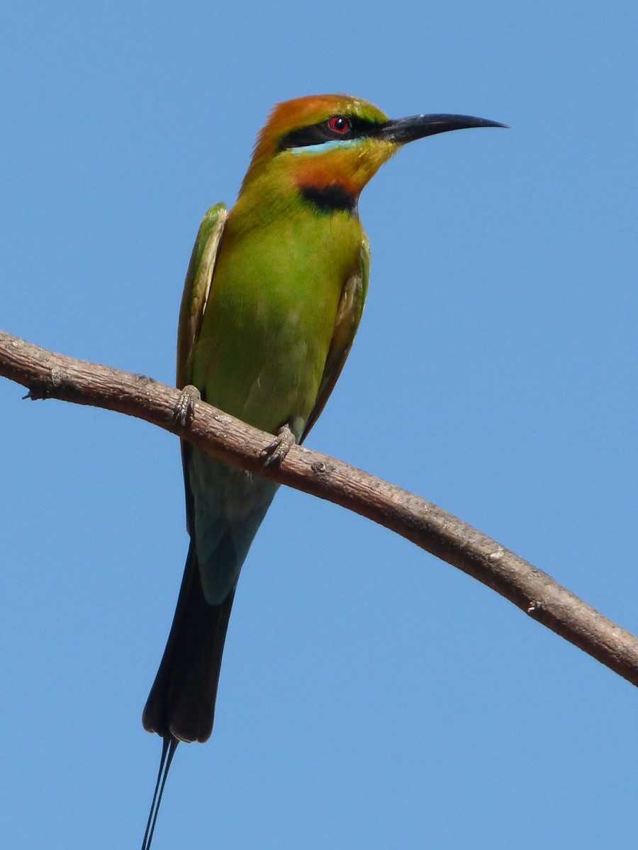 Keep an eye out for the colourful rainbow bee-eater - image credit Melissa Marie