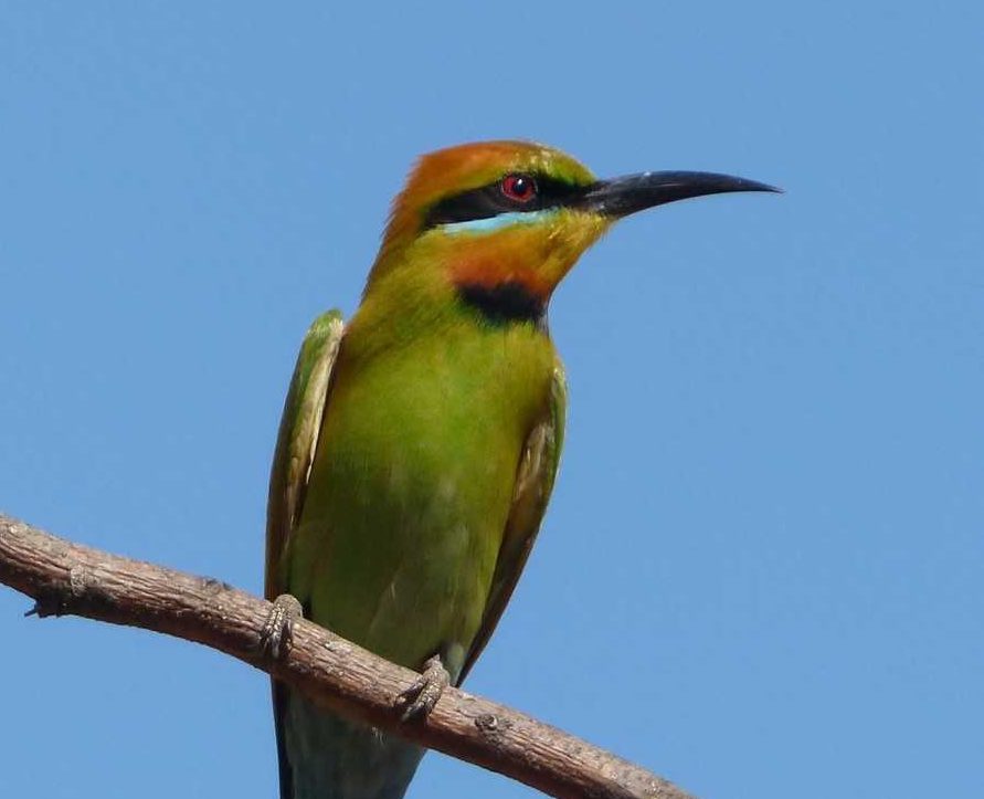 Keep an eye out for the colourful rainbow bee-eater - image credit Melissa Marie