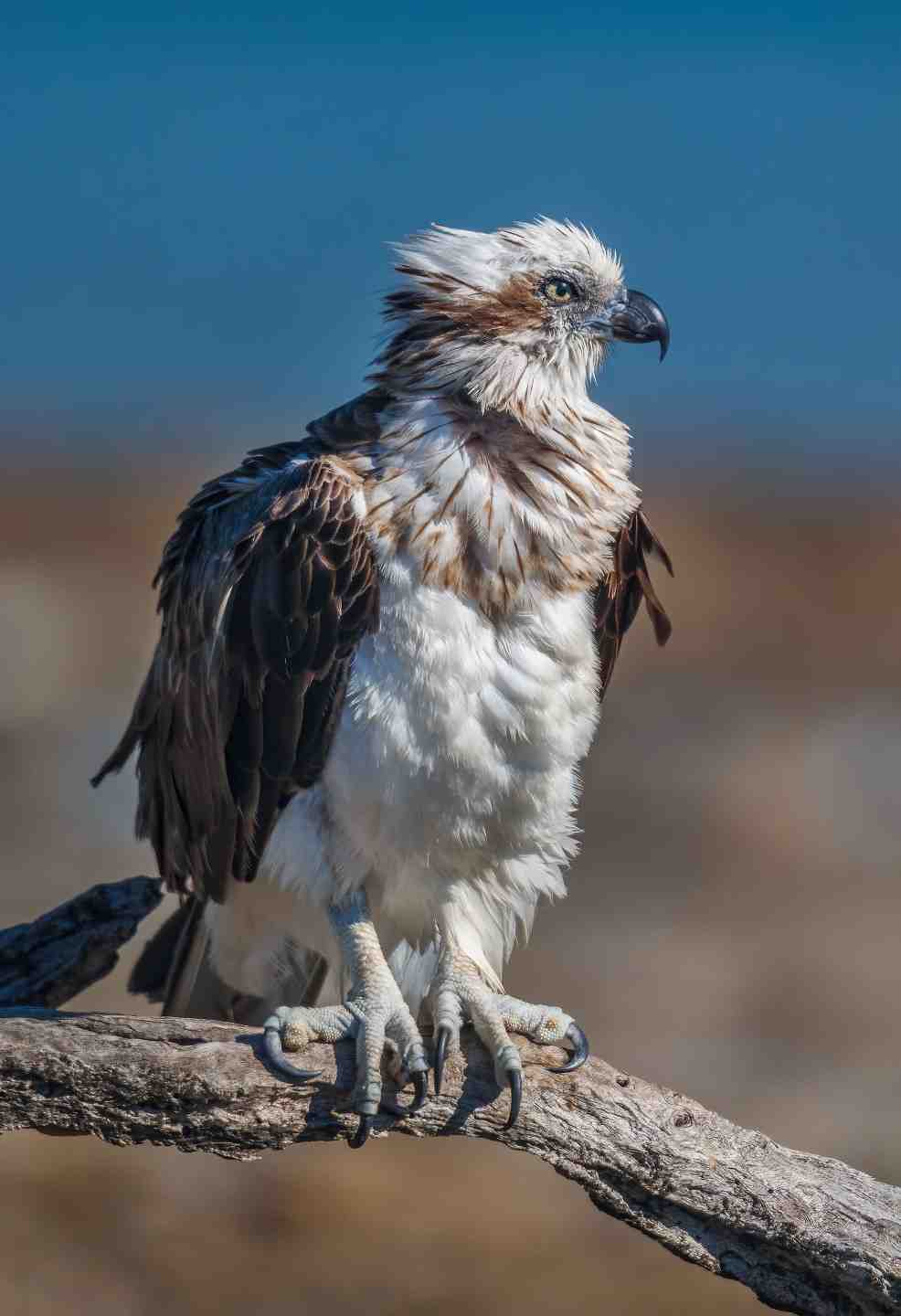 This photo titled, Osprey Pt Vernon taken by Julie Hartwig during the Camera Club week-long retreat to Hervey Bay