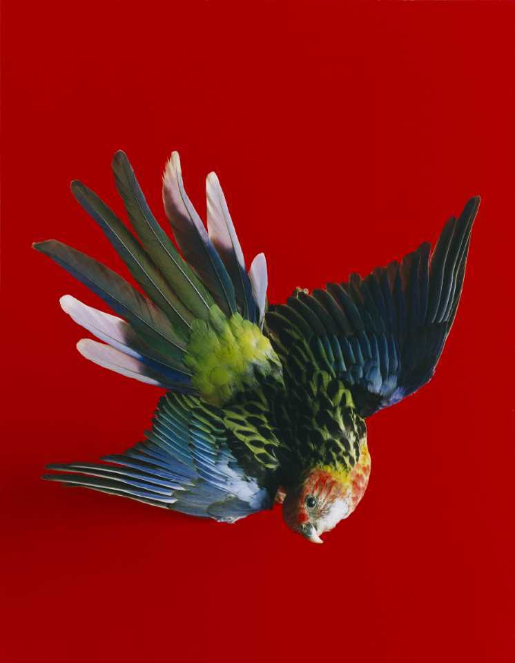 SHAHBAZI, Shirana [Voegel 08 2009] from 'Flowers, fruits & portraits' series 2009 Type C photograph on aluminium, ed. 3/5 (1 AP) 90 x 70cm; 90 x 70cm (comp.) 