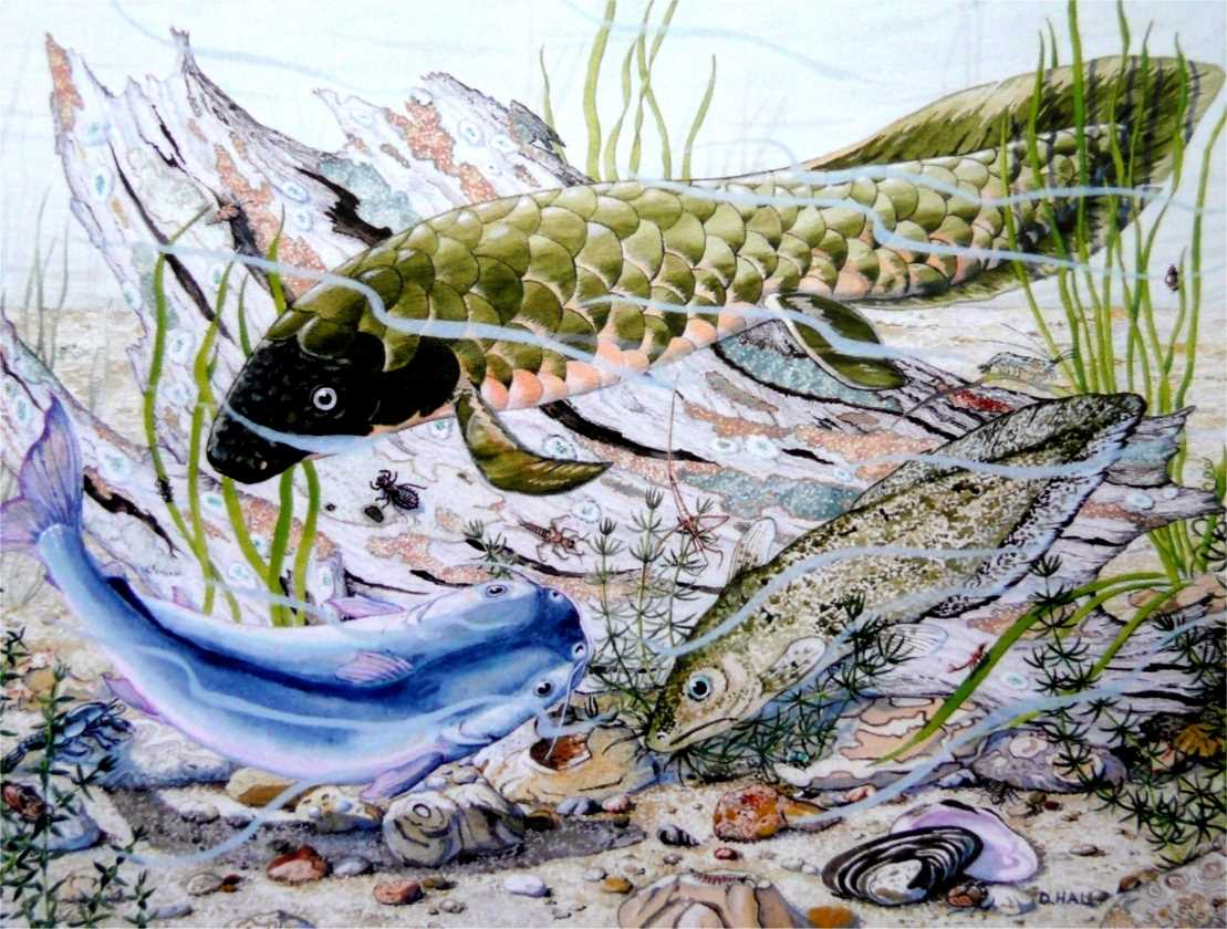 Dorothy Hall - Lungfish & Catfish