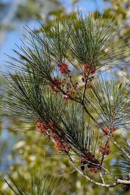 Our plant of the month is Allocasuarina littoralis (Black she-oak), a shrub that may reach 10 metres and prefers well-drained