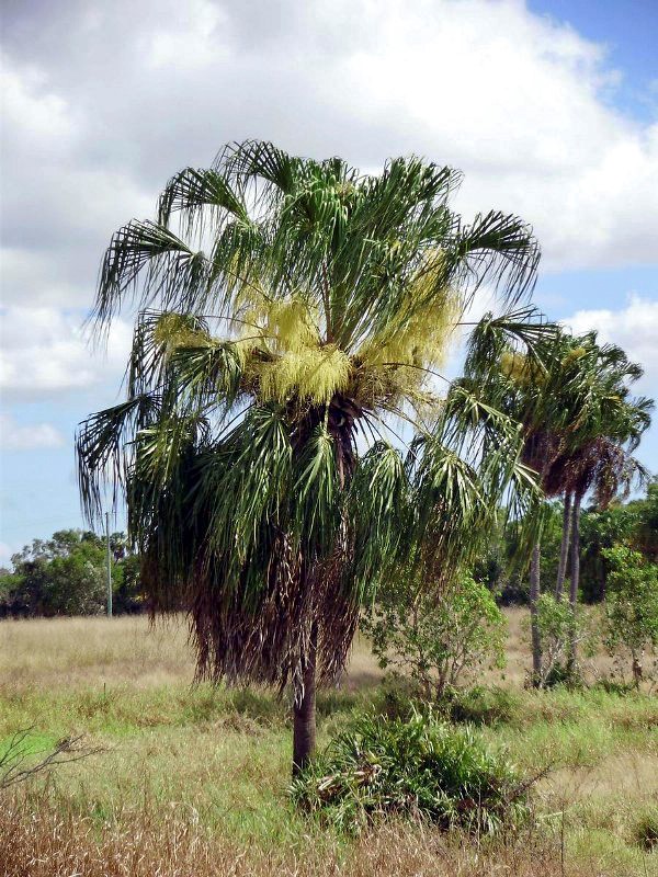 Plant of the month Livistona decora - Weeping Cabbage Palm - Photograph: www.pacsoa.org.au
