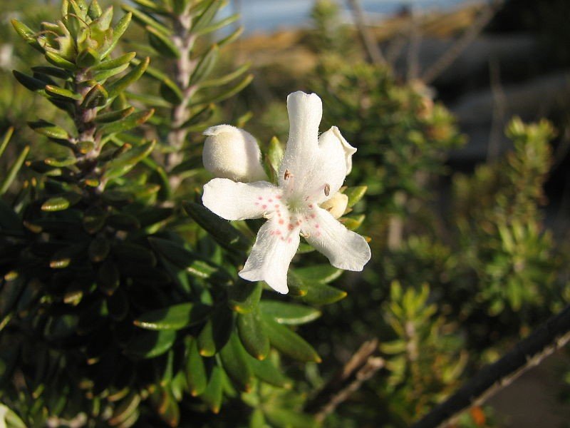 City Farm Plant of the month - Westringia fruticosa or coastal rosemary - photo: Wikipedia 