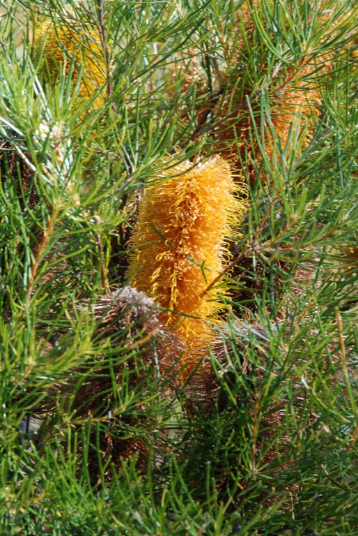 Plant of the month is Banksia spinulosa (Golden Candlesticks), a shrub to 3 metres or so growing mainly in dry eucalypt forest. The orange-yellow flowers occur autumn to winter and attract honeyeaters. This is an attractive feature shrub that is tolerant of salt spray and will survive in most well-drained soils. Photograph courtesy Mary Boyce    