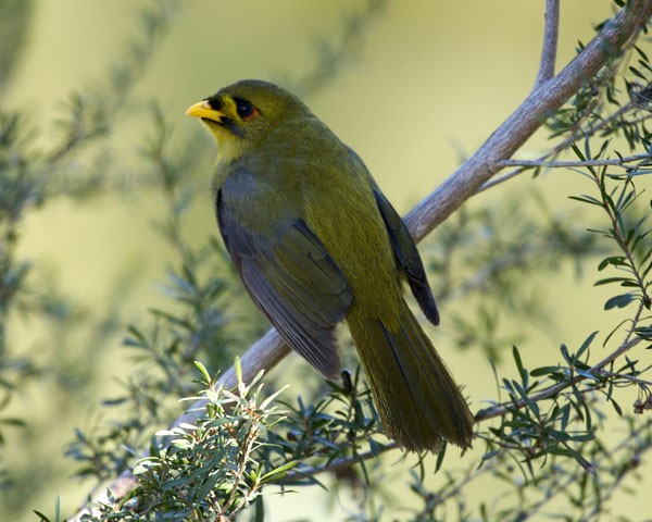 Bell miners are causing a huge problem in our forests