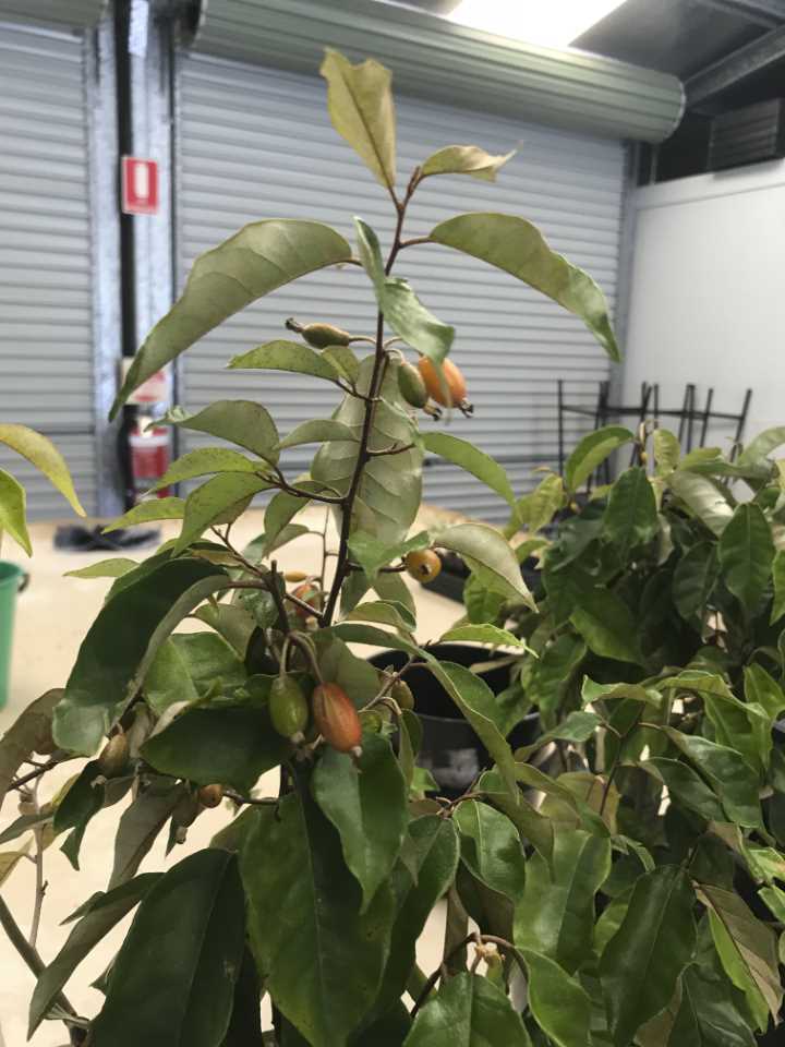 Millaa Millaa vine at City Farm 