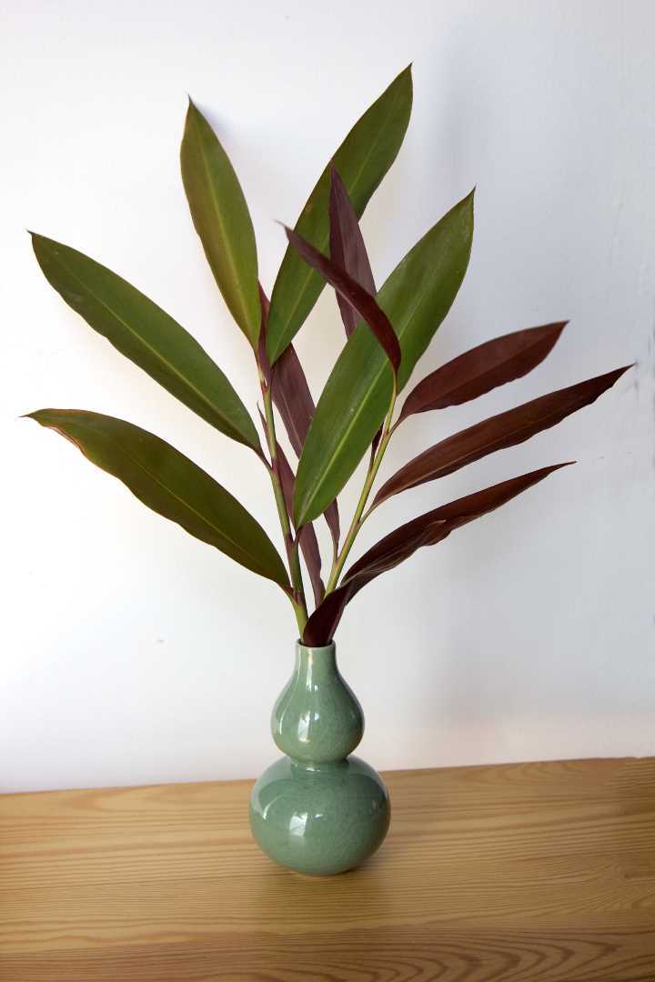 City Farm - Native ginger (Alpinia caerulea)