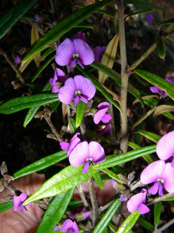 City Farm's plant of the month is Hovea acutifolia, an erect bushy shrub to 2 metres. It has clusters of pretty purple pea-flowers from late winter to early spring. 