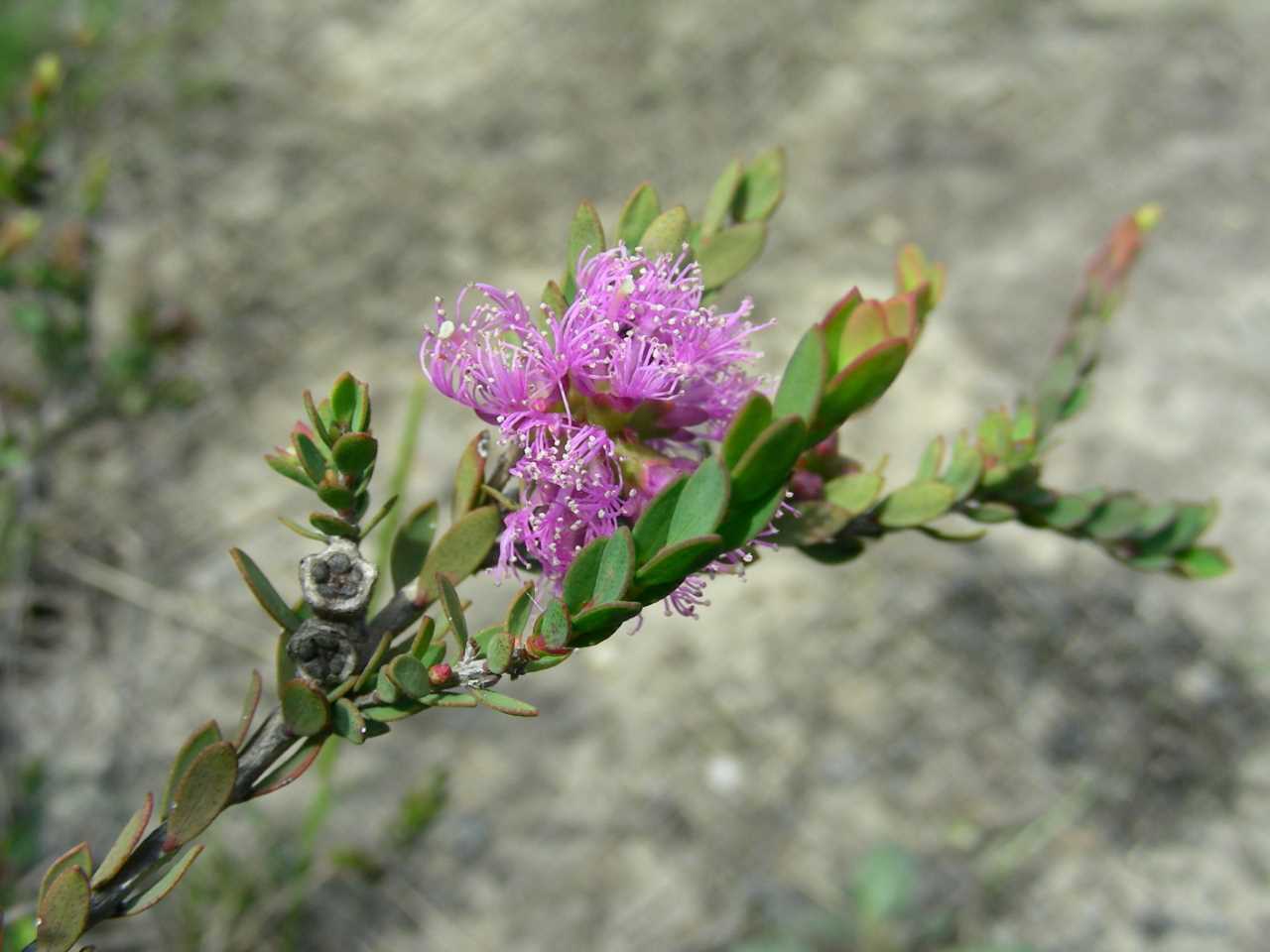Our plant of the month is Melaleuca thymifolia (Thyme-leaved honey myrtle), an adaptable shrub to around a metre with mauve flowers spring to summer. It likes wet conditions and will flower best in full sun.  Image Mary Boyce 