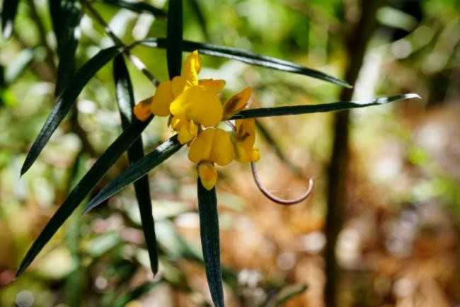 Plant of the month City Farm has lots of Oxylobium robustum in stock, a small shrub with golden yellow flowers winter to spri