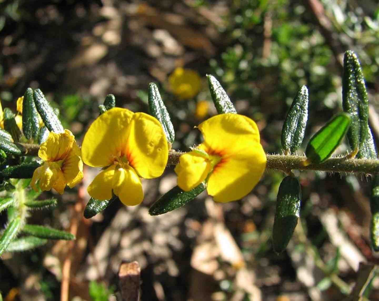 City Farm plant of the month is the Aotus ericoides 