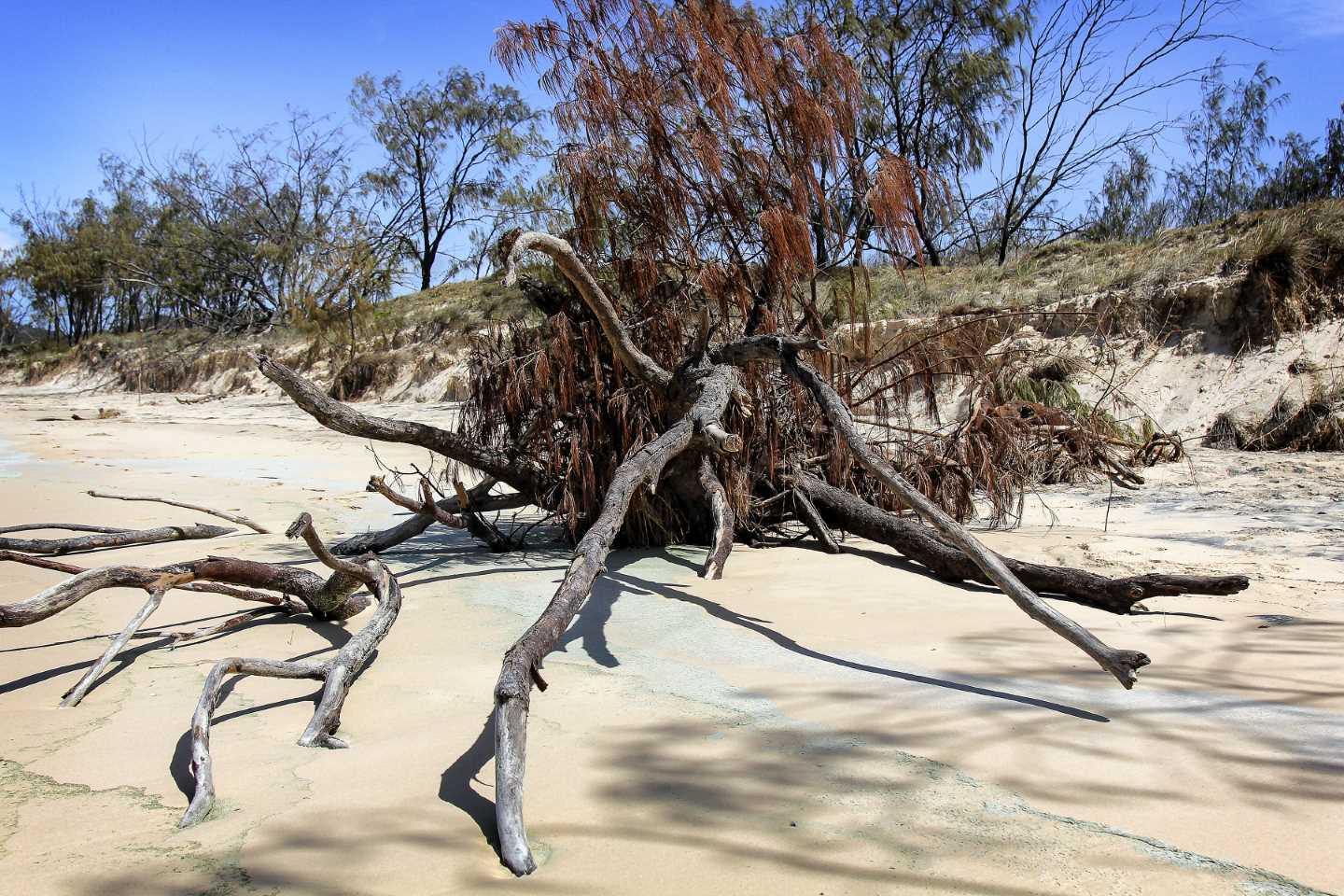 Tread lightly on our dunes, so we don’t damage the plants that hold our dunes together