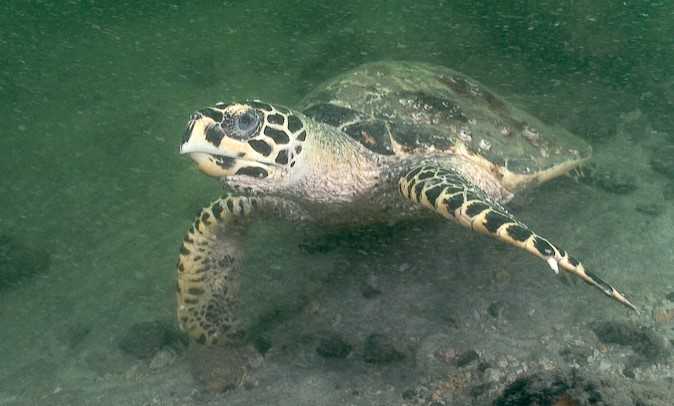 Hawksbill turtle Images Undersea Productions