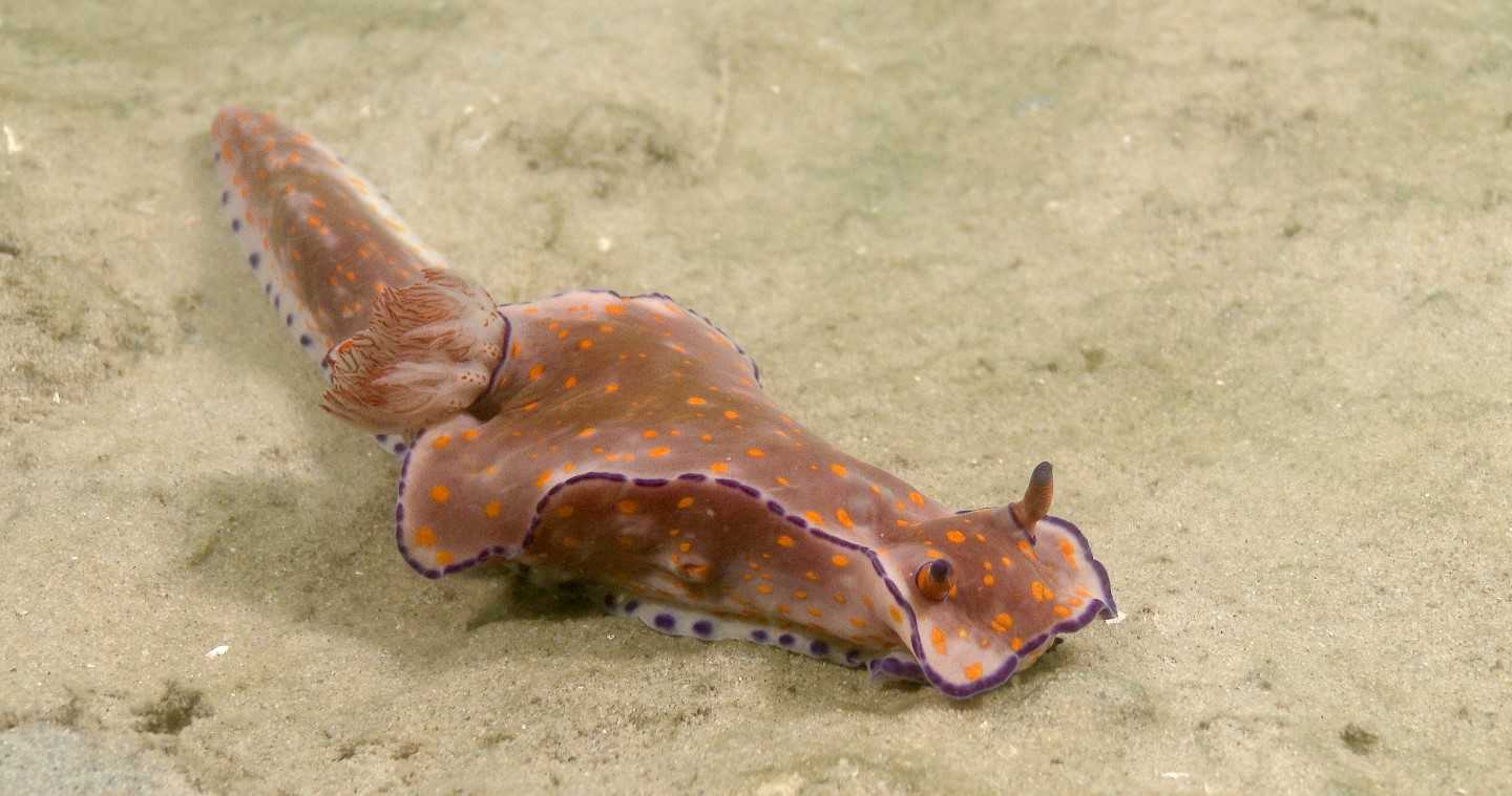 The bright colours of this orange spotted nudibranch (Ceratosoma trilobatum) advertises its poor flavour