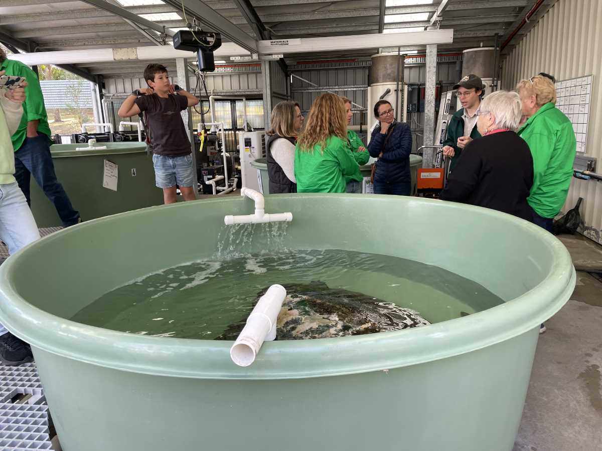 Turtle Care team at the turtle treatment tank