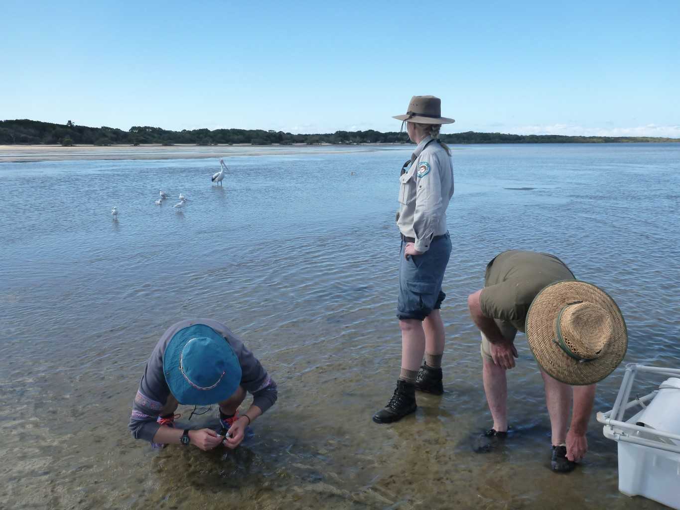 Bonnie Prior and Ian Smith inspect seagrass samples while Cat Shaw looks over to our feathered visitors