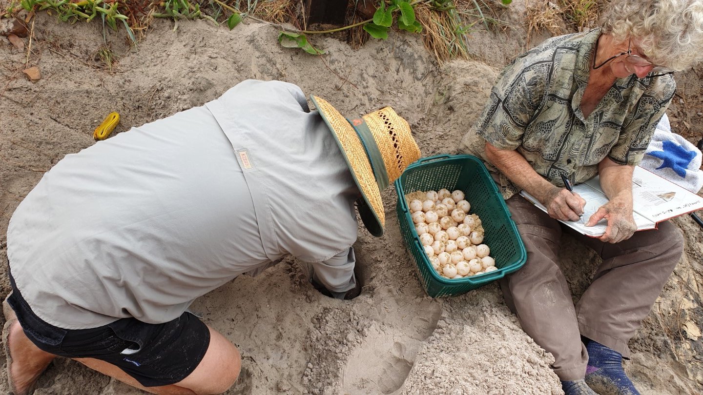 Randy Orwin (President of Cooloola Coastcare) digging a hole for Joan Burnett (TurtleCare Project Leader) to relocate the loggerhead turtle eggs to a safer location away from the high tide