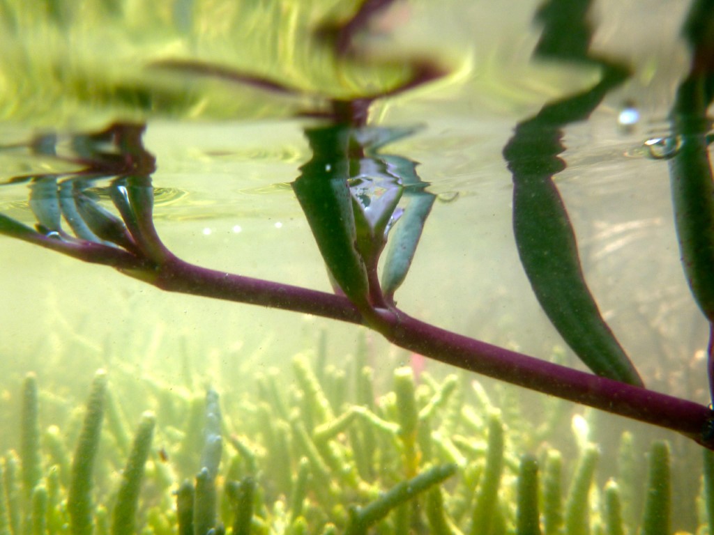 coastcare world wetland day 1