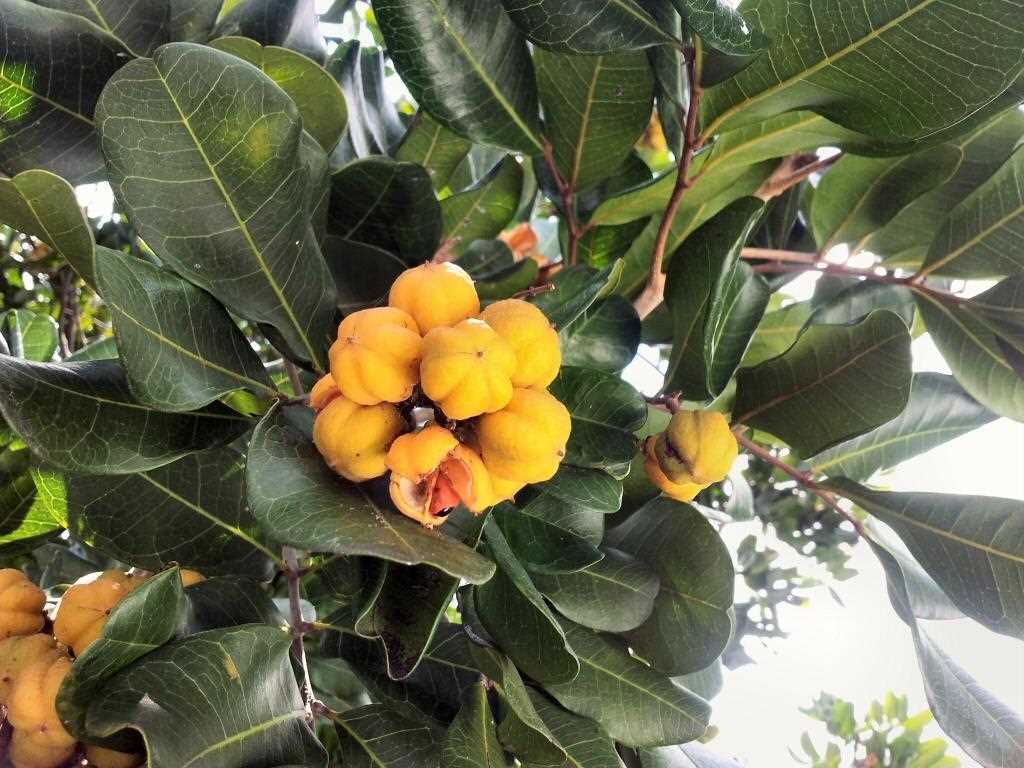 The Wheelie Walkers have started researching the plants they see on their walks - such as native tuckeroo (Cupaniopsis anacardioides), which was City Farm’s Plant of the Month in the October issue of the Community News.