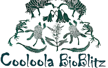 48 hours to discover Cooloola’s nature