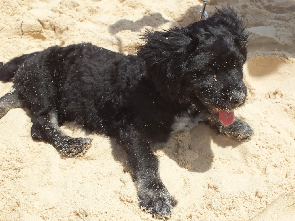 Not all dogs are as cute and little as this one. Do you think dogs should be off leash on the beach or elsewhere on the coast