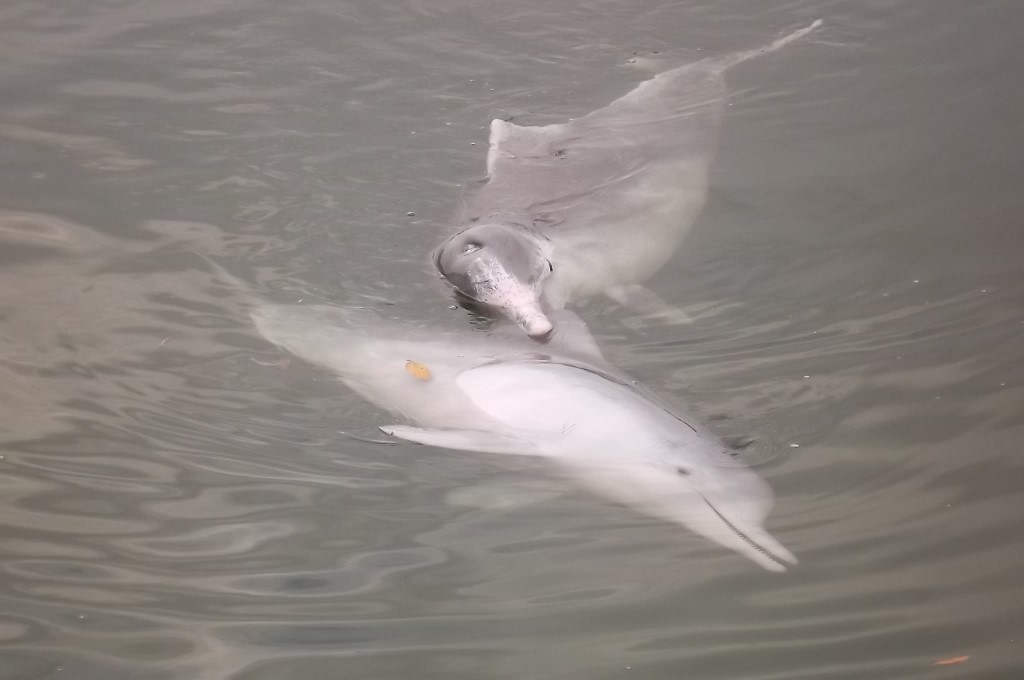 Dolphins aren't always on time!