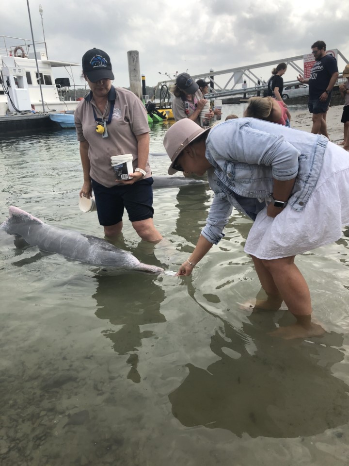 Sunshine Coast visitor Lauren Brown feeding the dolphins on her 40th birthday. 