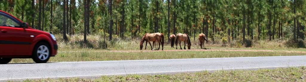 Join the community reference group for this public safety initiative by HQPlantations. Photo by Michael Ramsden