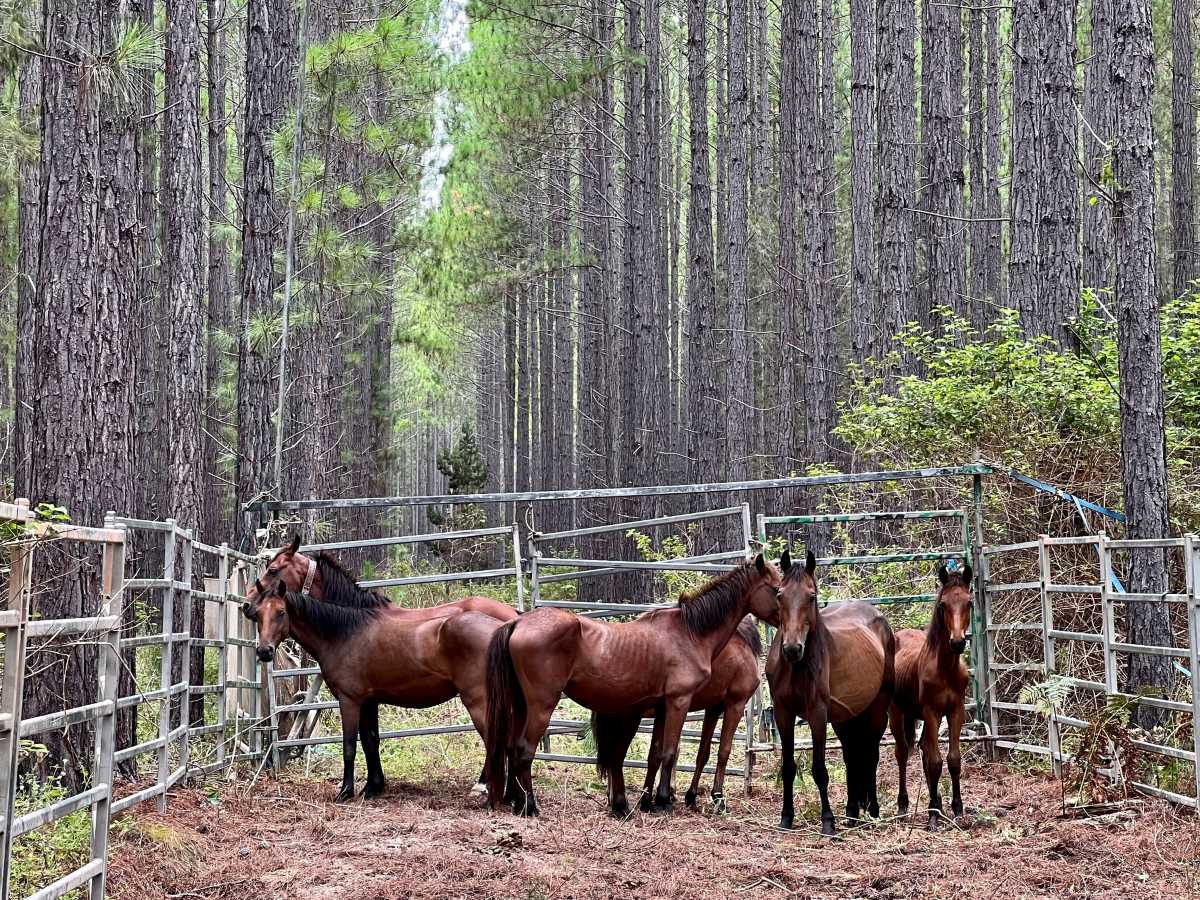 Feral horses yarded and ready for rehoming away from busy roads. Photo supplied by HQPlantations.