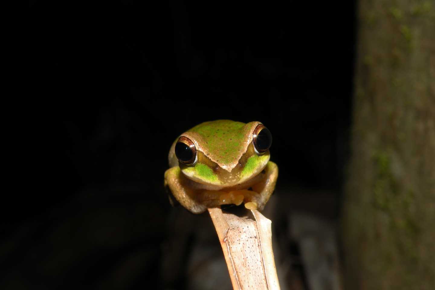 Get ready for a BIG FROGGING FEBRUARY and help our frogs