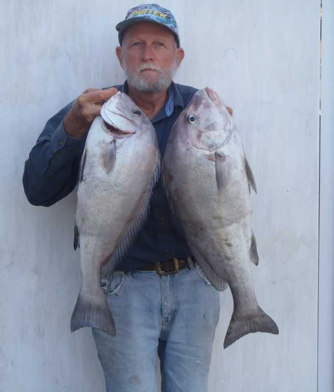 Ron Cox with a couple of big slatey bream that he caught recently in local inside waters