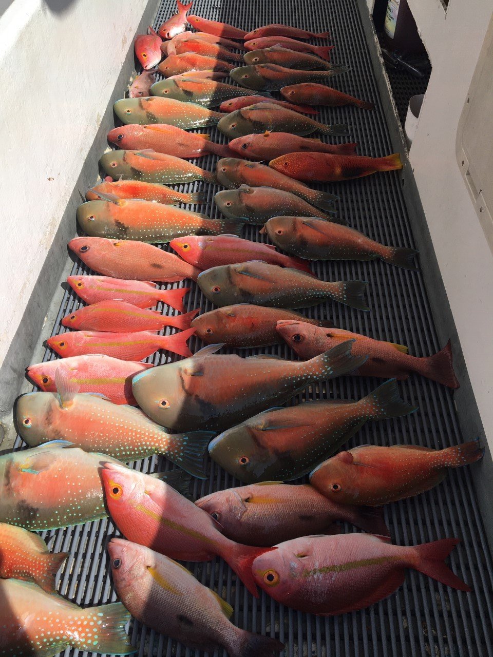 Typical mixed bag caught on Baitrunner