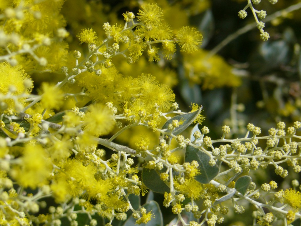 Cooloola Coast Ambulance Flower Show