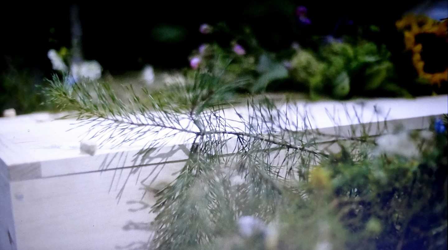 What about an eco-friendly funeral? Natural burial grounds may be the way of the future