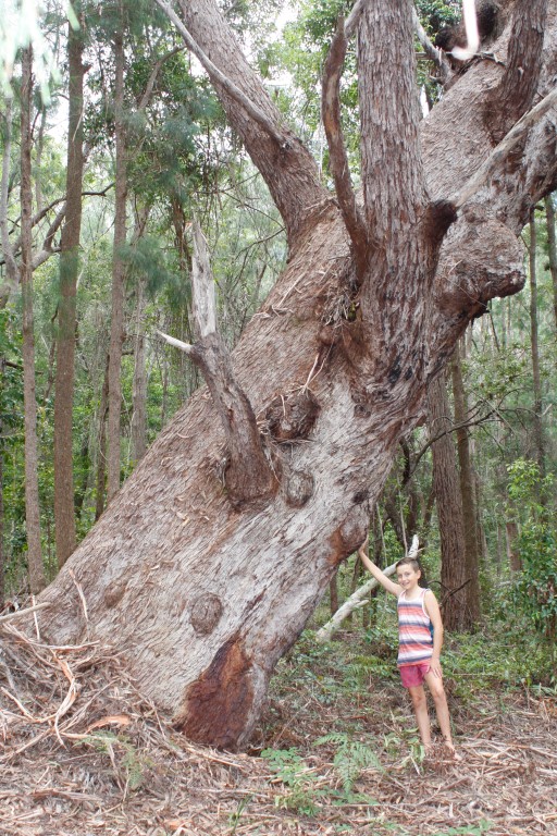 heritage extra pettigrews road 046