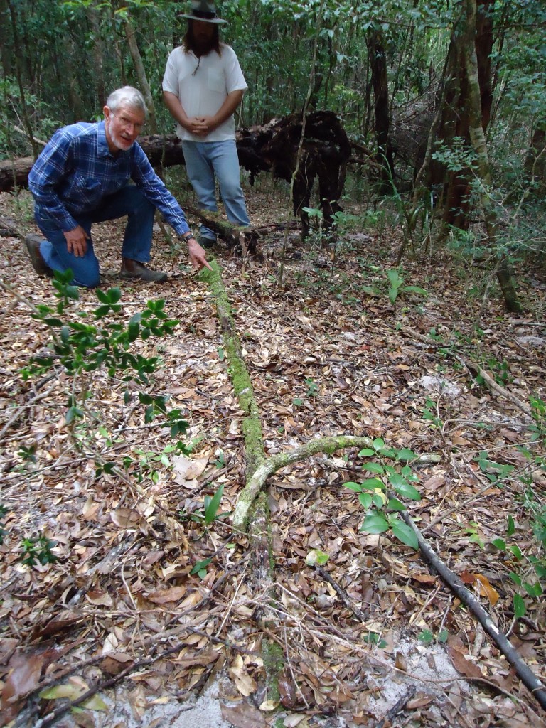 A May 2013 expedition headed south into the scrub from the site of the steam engine winch – some of the tramway is still visible. This is where they felled the more substantial trees Image Grant Phelan