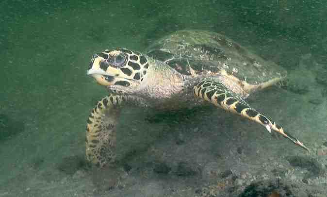 One aim of the project is to bring back more fish, and more locals like this hawksbill turtle - Images by Josh Jensen, Undersea Productions