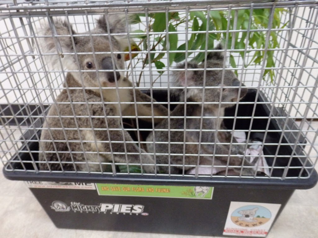 Look out for our koalas on Tin Can Bay Road!