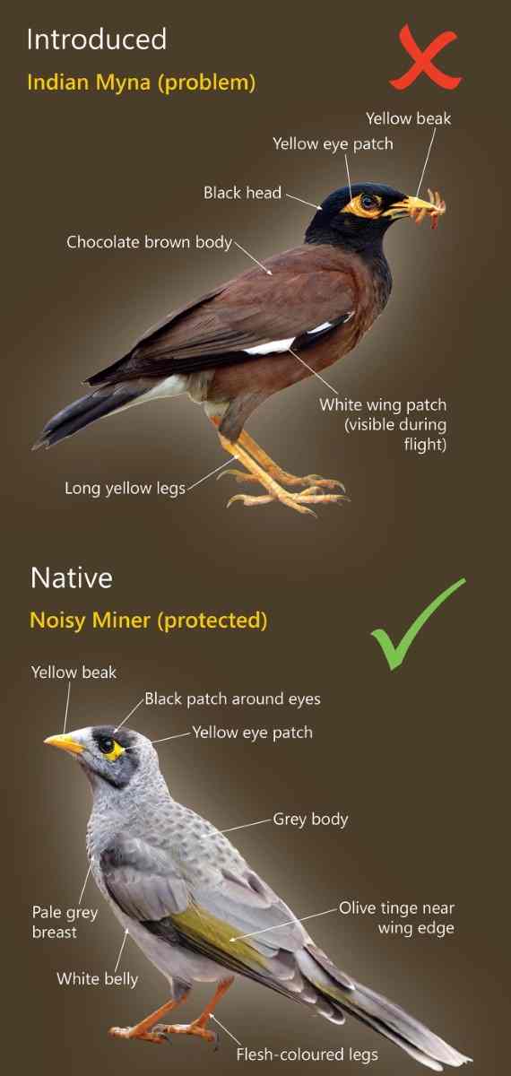 Myna Birds are a Major Problem