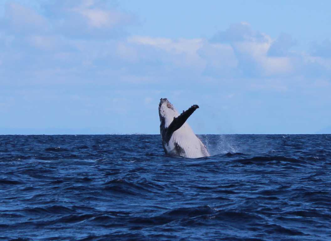 Spot a whale from the headland Image Wolf Rock Dive