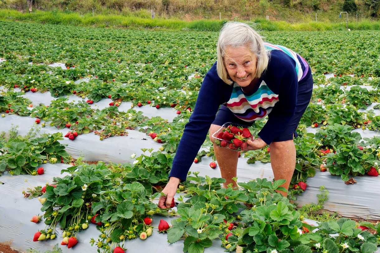 Helen Brown collects her strawberries