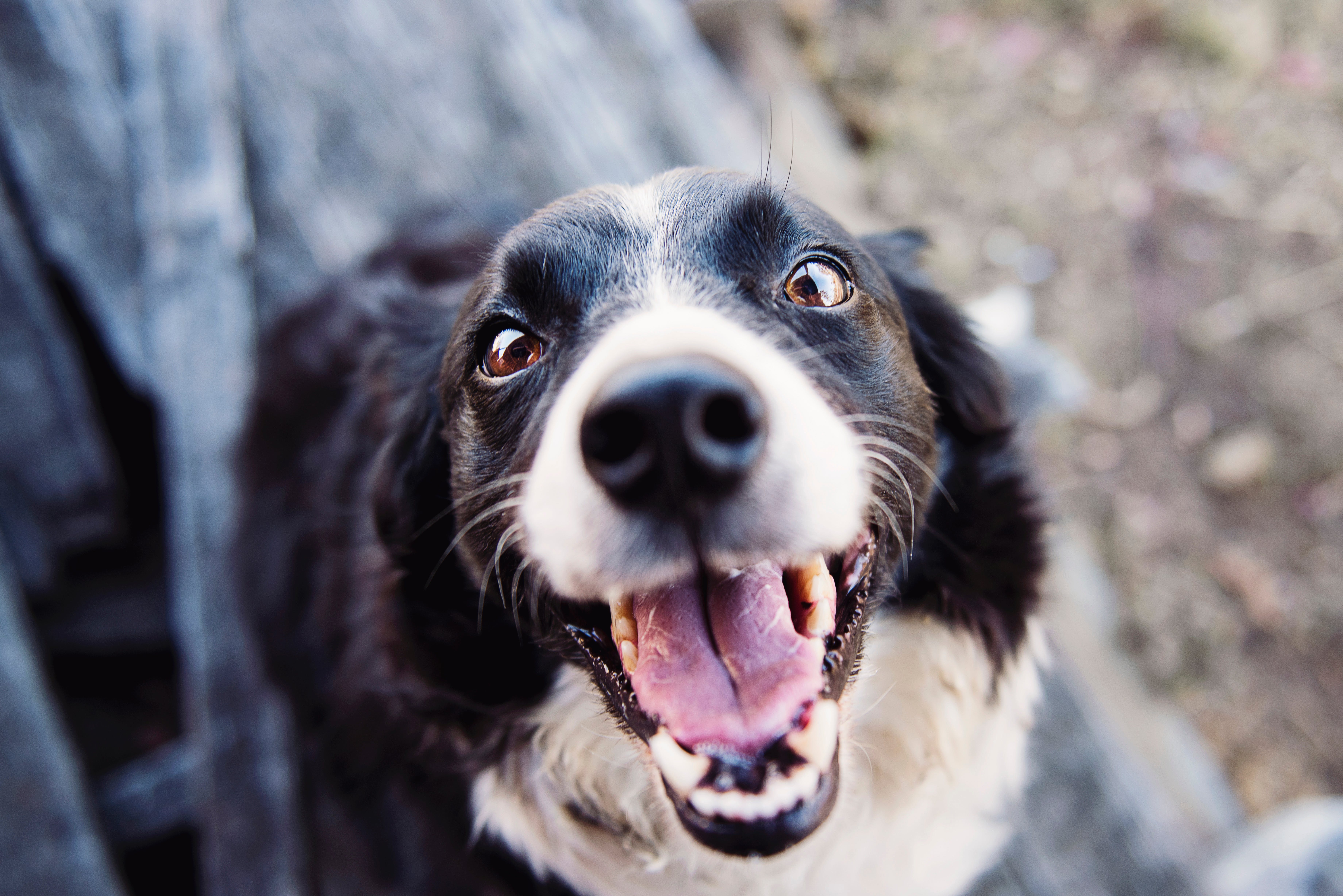 Keep your pets safe on New Year's Eve.