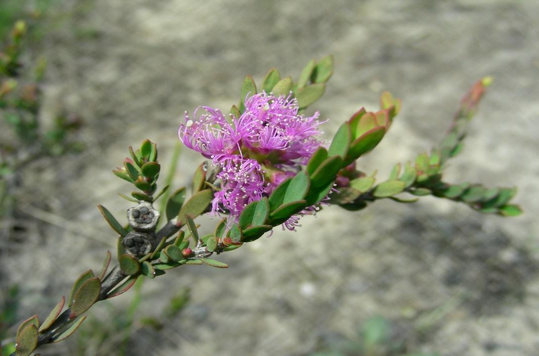 Plant of the Month August 2022 - Melaleuca thymifolia